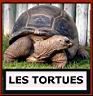 tortues.jpg