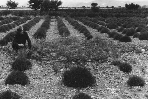 valensole.jpg